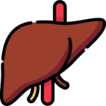 liver transplant